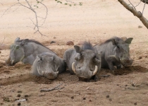2016 12 05 Namib Etosha NP-015-1_bearbeitet-1