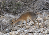 2016 12 05 Namib Etosha NP-049-1