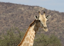 2016 12 05 Namib Etosha NP-067-1_bearbeitet-1