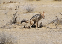 2016 12 05 Namib Etosha NP-154-1_bearbeitet-1