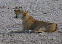2016 12 06 Namib Etosha NP-120-1_bearbeitet-1