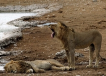 2016 12 06 Namib Etosha NP-543-1_bearbeitet-1