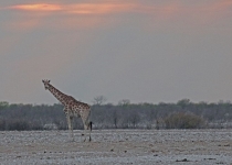 2016 12 07 Namib Otjiwarongo-029-1_bearbeitet-1