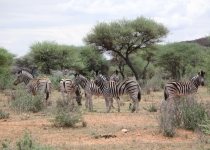 2016 12 07 Namib Otjiwarongo-158-1