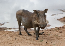 2016 12 07 Namib Otjiwarongo-176-1