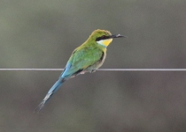 2016 12 07 Namib Otjiwarongo-198-1_bearbeitet-1