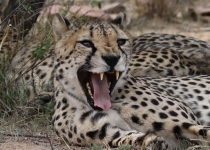 2016 12 07 Namib Otjiwarongo-298-1_bearbeitet-1