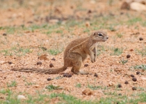 2016 12 07 Namib Otjiwarongo-460-1_bearbeitet-1