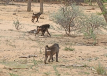2016 12 07 Namib Otjiwarongo-475-1_bearbeitet-1