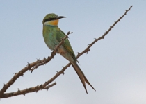 2016 12 07 Namib Otjiwarongo-503-1_bearbeitet-1