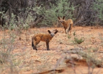 2016 12 07 Namib Otjiwarongo-552-1_bearbeitet-1