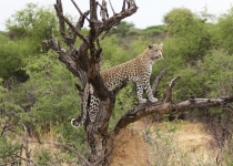 2016 12 08 Namib Otjiwarongo-0245-1_bearbeitet-1