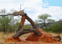 2016 12 08 Namib Otjiwarongo-0661-1_bearbeitet-1