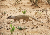 2016 12 08 Namib Otjiwarongo-0772-1_bearbeitet-1
