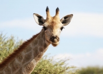 2016 12 08 Namib Otjiwarongo-0791-1_bearbeitet-1