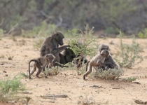 2016 12 08 Namib Otjiwarongo-0836-1_bearbeitet-1