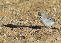 2016 12 09 Namib Windhoek-25-1_bearbeitet-1