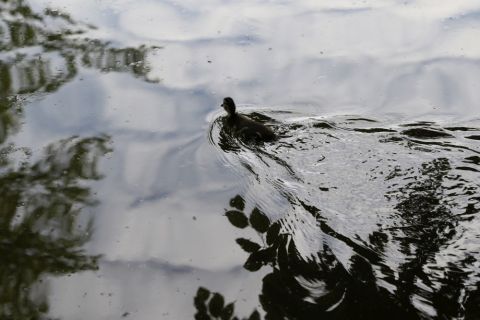 2017 05 20 FKM Mü EGartenNympf-253
