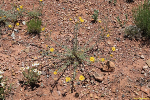 2019-05-28-R66-Santa-Rosa-Wüste-bis-Las-Vegas-NM-IM_R2742-1