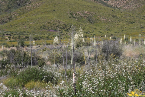 2019-06-05-R66-Lone-Country-Rd-IM_R3960-1