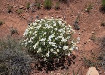 2019-05-28-R66-Santa-Rosa-Wüste-bis-Las-Vegas-NM-IM_R2740-1
