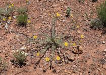 2019-05-28-R66-Santa-Rosa-Wüste-bis-Las-Vegas-NM-IM_R2742-1