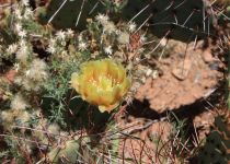 2019-05-28-R66-Santa-Rosa-Wüste-bis-Las-Vegas-NM-IM_R2762-1