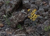 2019-05-30-R66-San-Rafael-El-Malpais-NP-Bandera-Krater-Eishöhle-IM_R2950-1