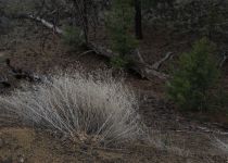 2019-05-30-R66-San-Rafael-El-Malpais-NP-Bandera-Krater-Eishöhle-IM_R2952-1