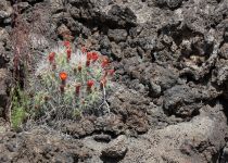 2019-05-30-R66-San-Rafael-El-Malpais-NP-Bandera-Krater-Eishöhle-IM_R2979-1_bearbeitet-1