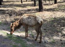 2019-06-01-R66-Grand-Canyon-NP-Besuch-Blick-Colorado-IM_R3418-1