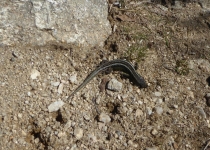 51-2019-F-Via-Podiensis-P1160730
