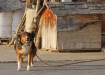 2020-01-13-Waldstatt-alter-Silvester-IM_R0519_bearbeitet-1