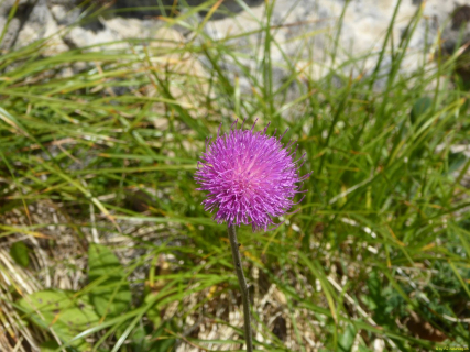 26-2020-08-11-SAC-SchaeflerAltenal-066