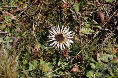 2021-10-11-Maschgenkamm-Spitzmeilenhuette-IM_R2627