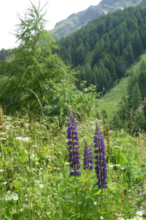 2022-06-21-SAC-Gruensee-Fuerggli-034
