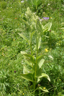 2022-06-21-SAC-Gruensee-Fuerggli-087