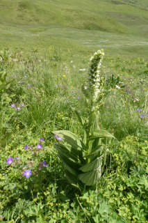 2022-06-21-SAC-Gruensee-Fuerggli-089
