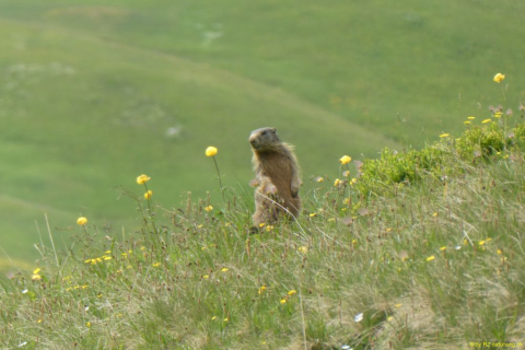2022-06-21-SAC-Gruensee-Fuerggli-128