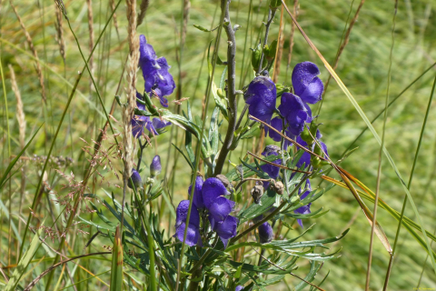 2022-08-16-SACSGGlaernischhuette-44