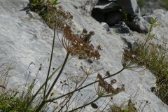 2022-08-16-SACSGGlaernischhuette-51
