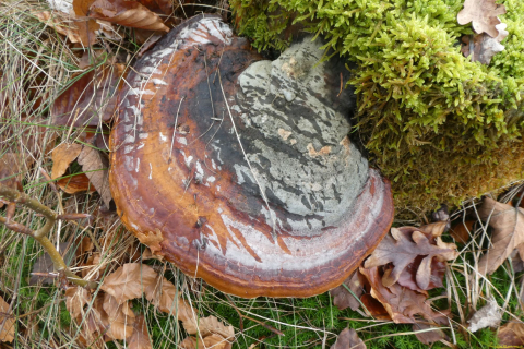 2022-01-10-SAC-RS-Goldach-Hoehe-077