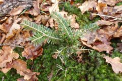 2022-01-10-SAC-RS-Goldach-Hoehe-074