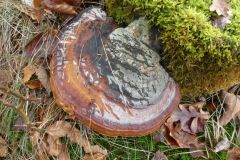 2022-01-10-SAC-RS-Goldach-Hoehe-077