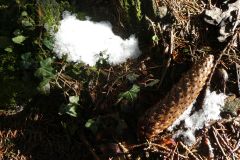 2022-01-10-SAC-RS-Goldach-Hoehe-118