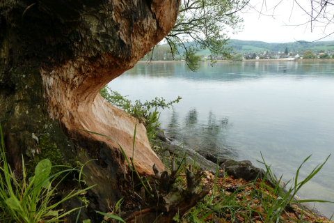 2023-05-02-SteinaRhein-HKlinge-015