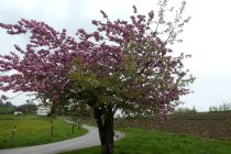 2023-05-02-SteinaRhein-HKlinge-040