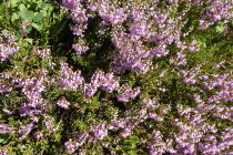 2023-08-15-SAC-RS-KST-Diavolo-202