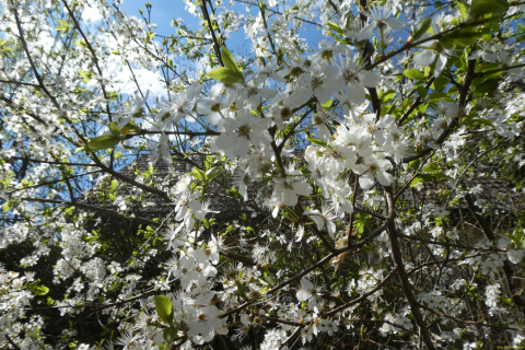 2023-04-04-SAC-RS-Rosinli-46