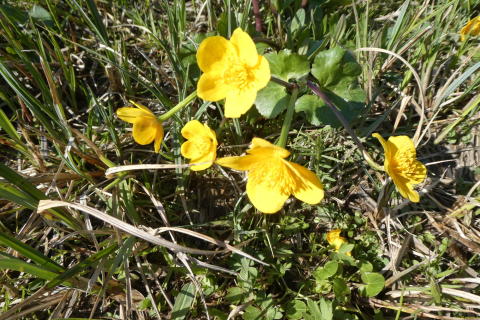 2023-04-04-SAC-RS-Rosinli-65